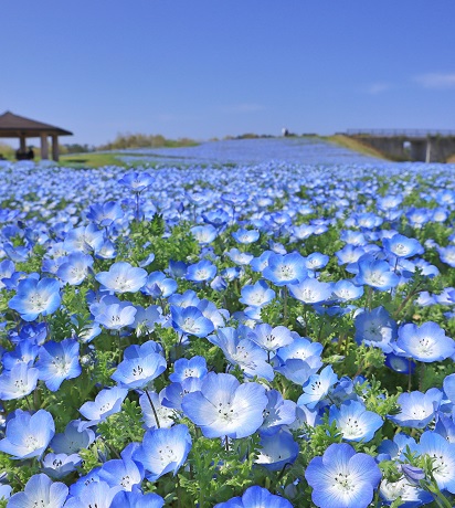 ネモフィラ（海中）