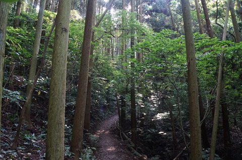 写真：登山道の様子