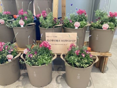 完成した寄せ植え