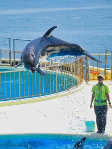 マリンワールド海の中道イルカショー