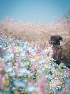 ネモフィラと桜