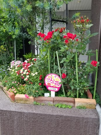 うちだ歯科のバラ１