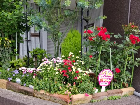 うちだ歯科のバラ２