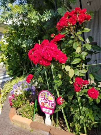 うちだ歯科のバラ