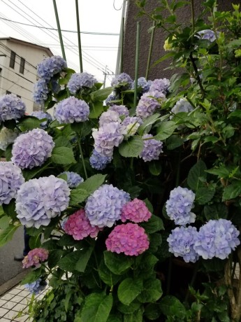 うちだ歯科のアジサイ１