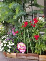 R5.7.3　うちだ歯科のバラ