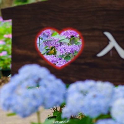 筥崎宮あじさい苑のアジサイ１