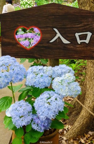 筥崎宮あじさい苑のアジサイ２