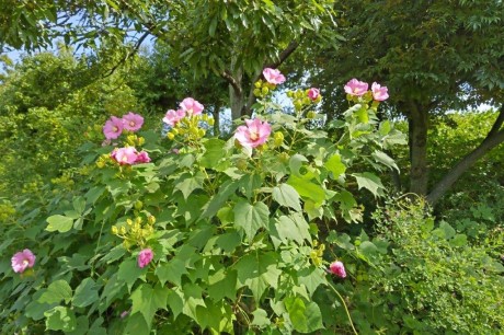 青葉公園のフヨウ１