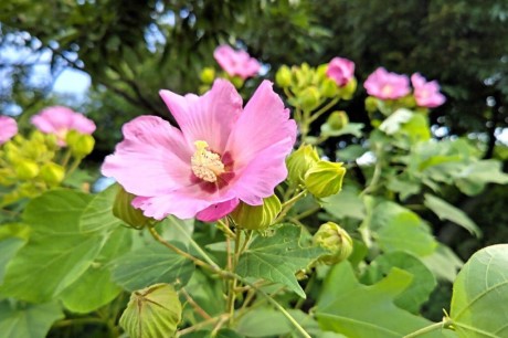 青葉公園のフヨウ２