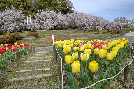 青葉公園のチューリップ