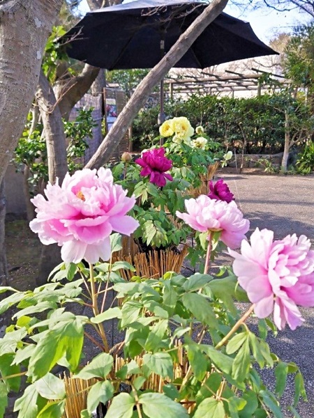 冬ボタンの写真