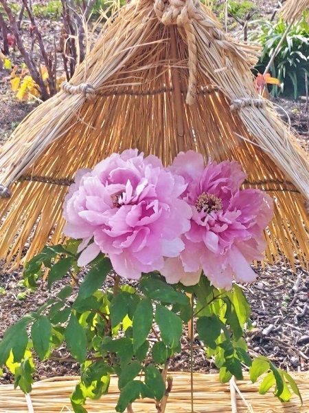 冬ボタンの写真