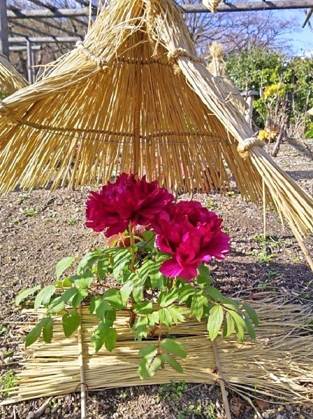 冬ボタンの写真