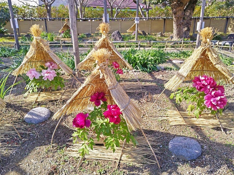 冬ボタンの写真