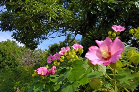 青葉公園のフヨウ３