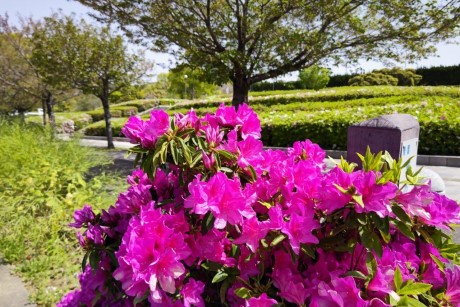 青葉公園のツツジ１
