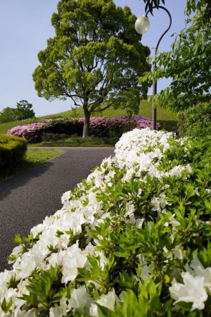 青葉公園のツツジ１