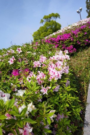 青葉公園のツツジ２