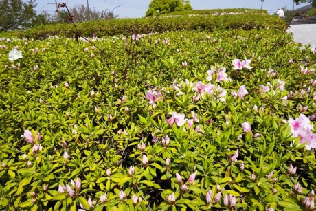 青葉公園のツツジ２