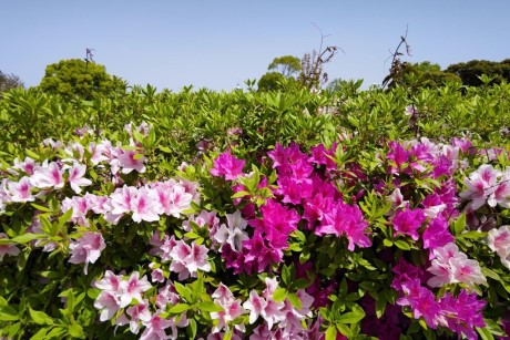 青葉公園のツツジ３