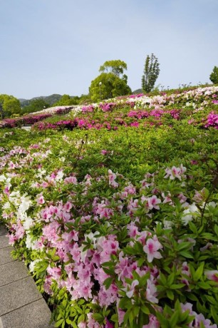 青葉公園のツツジ３
