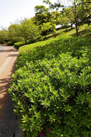 青葉公園のツツジ４