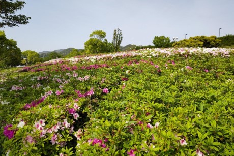 青葉公園のツツジ4