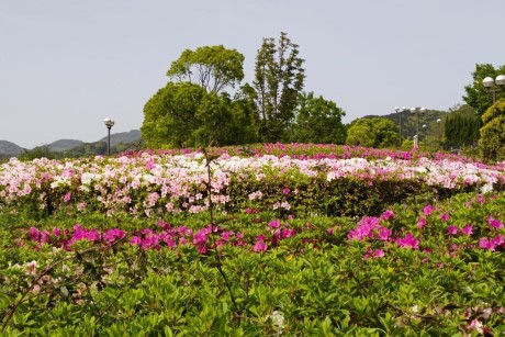 青葉公園のツツジ5