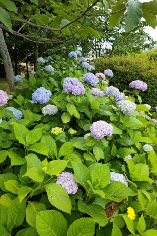 青葉公園のアジサイ１