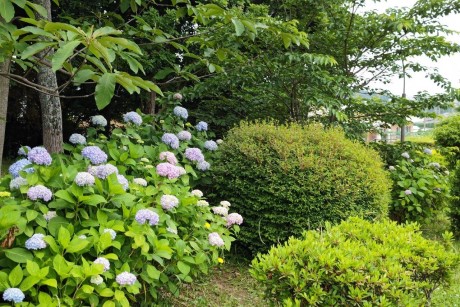 青葉公園のアジサイ２