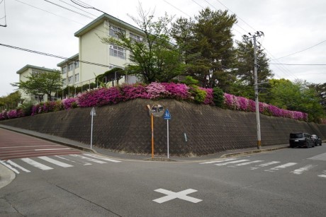 青葉小学校のツツジ１
