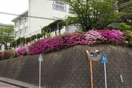 青葉小学校のツツジ２