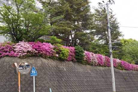 青葉小学校のツツジ３