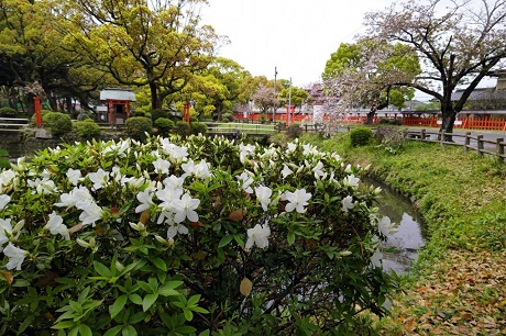 香椎宮のツツジ