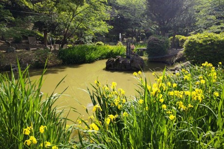 香椎宮の黄菖蒲１