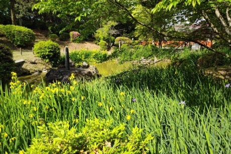 香椎宮の黄菖蒲２