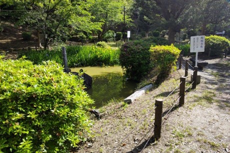 香椎宮の黄菖蒲３