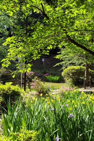 香椎宮の黄菖蒲４