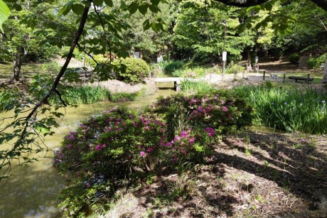 香椎宮のツツジ