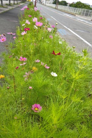 青葉公園のコスモス