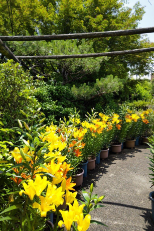 筥崎宮のユリ１