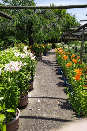 筥崎宮のユリ２