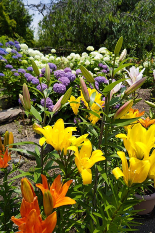 筥崎宮のユリとアジサイ１