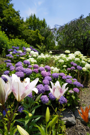 筥崎宮のユリとアジサイ２