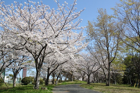 みなと100年公園の桜２枚目