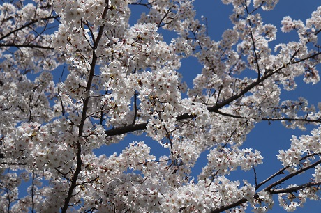 みなと100年公園の桜３枚目