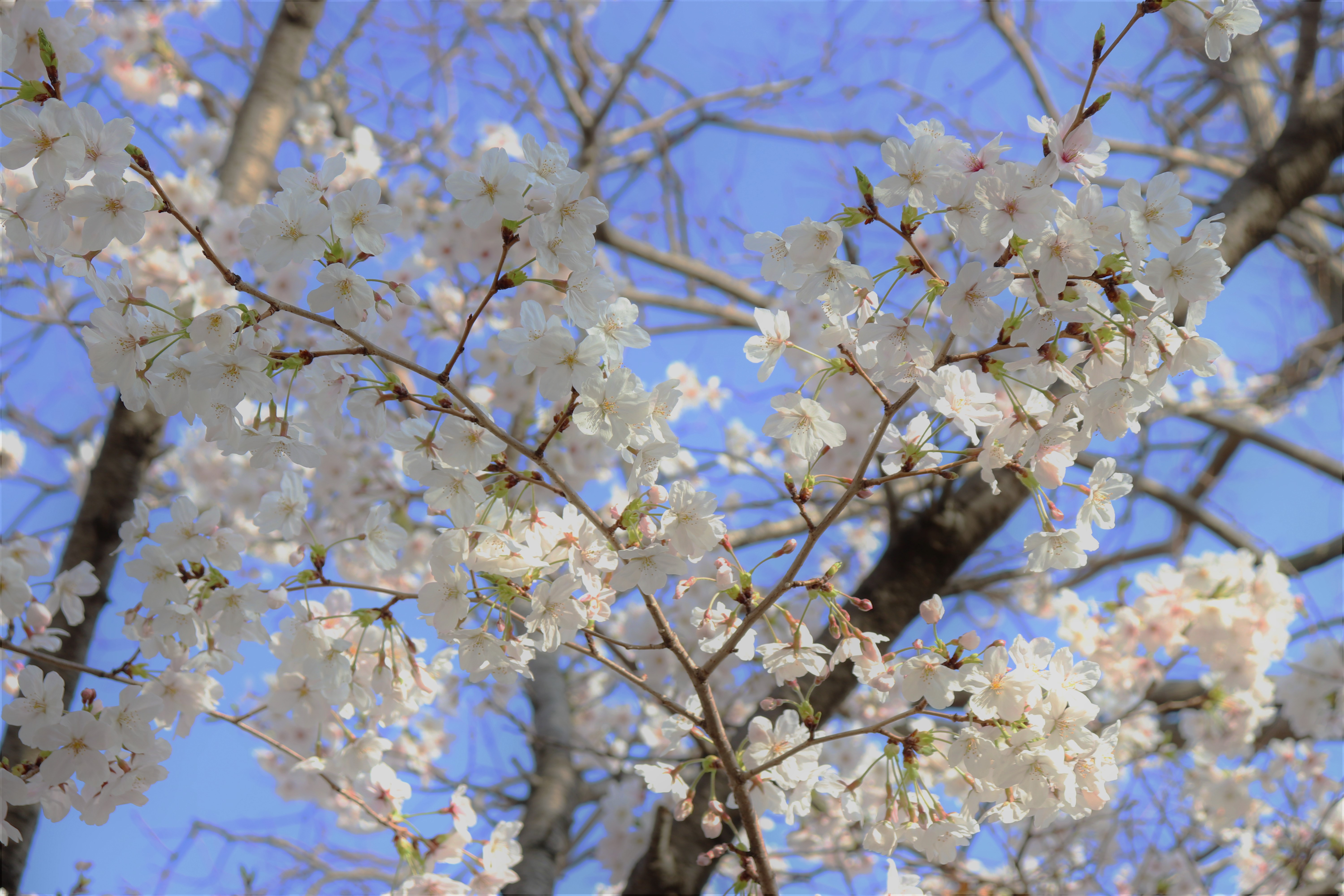箱崎公園の桜