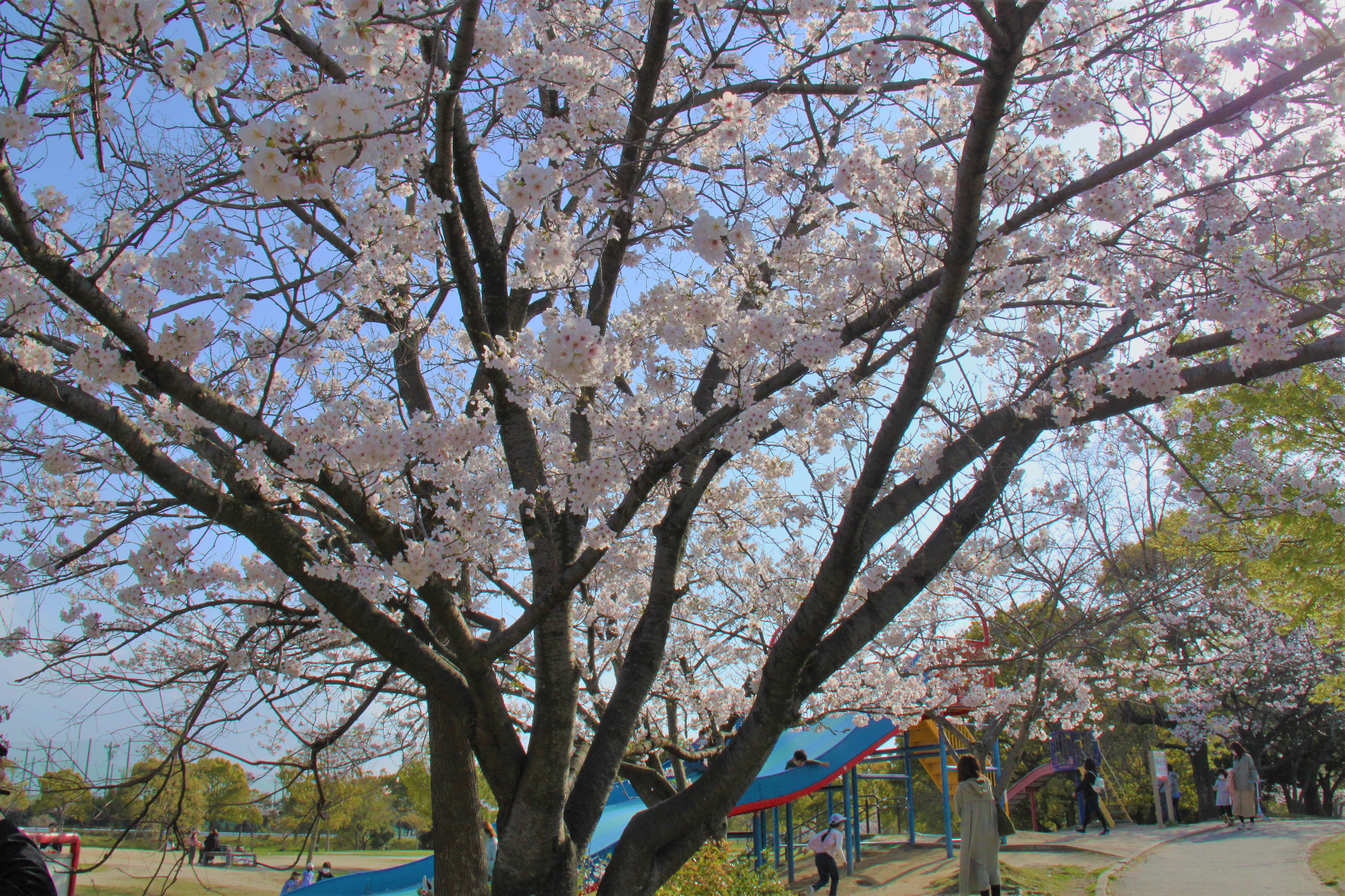 箱崎公園の桜2