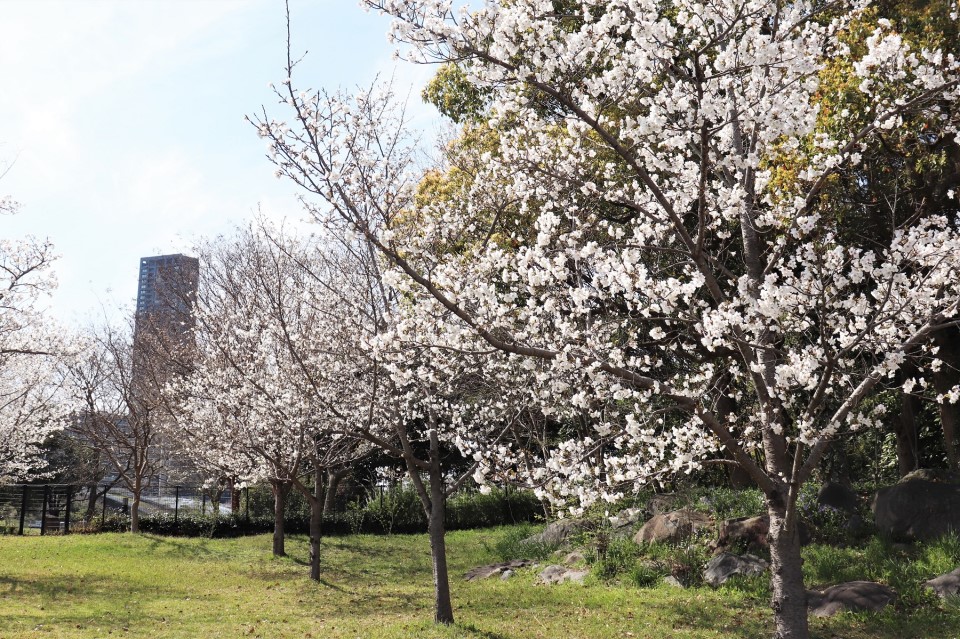 アイランドシティ中央公園の桜